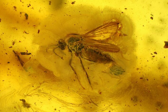 Fossil Fly (Diptera) With Eggs In Baltic Amber #207478